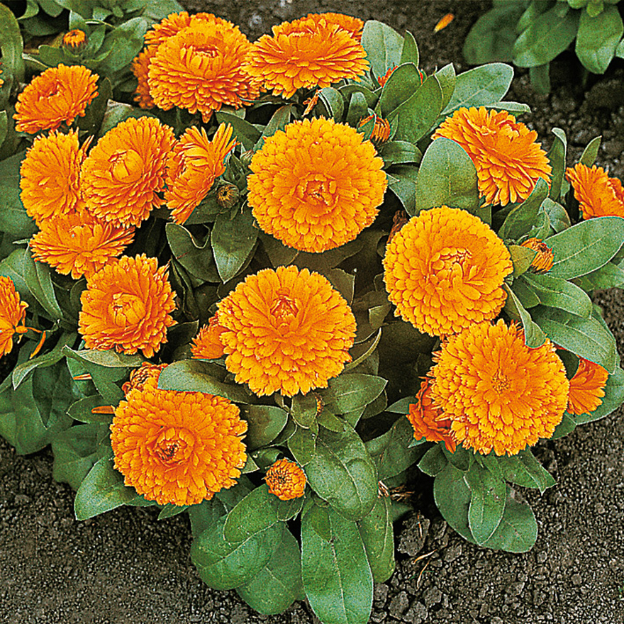 BONBON ORANGE INDOOR